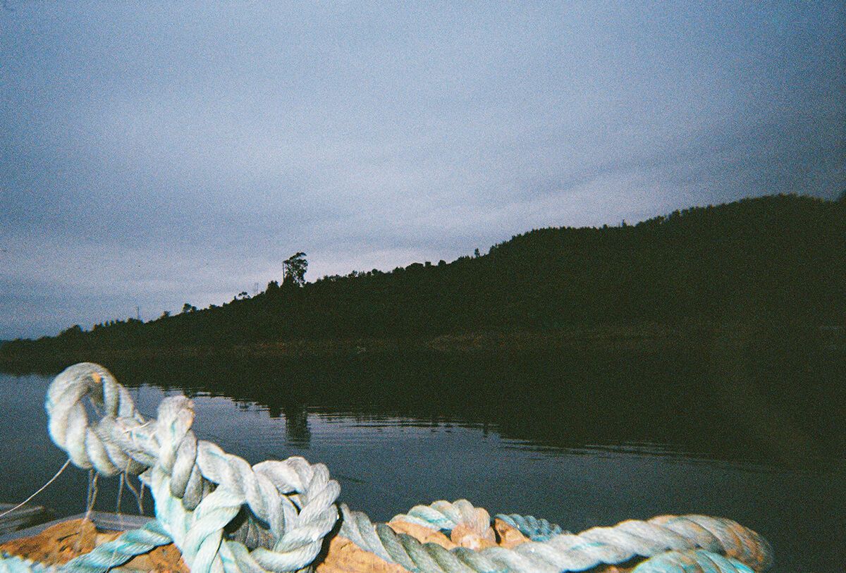roots